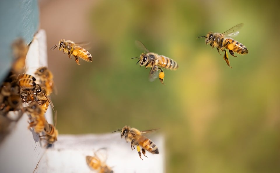 Ausbruch der Amerikanischen Faulbrut der Bienen; Festsetzung eines Sperrbezirks im Gemeindebereich Wald