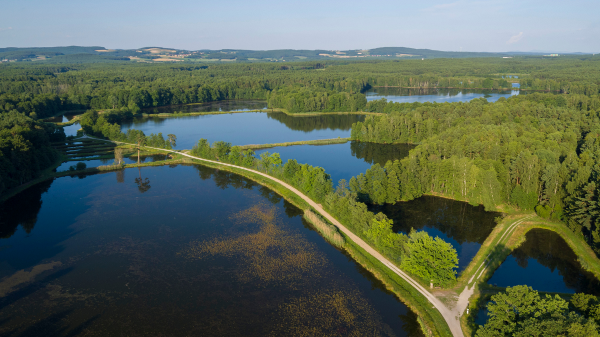 Fotoagentur Altro © Tourismuszentrum Oberpfälzer Wald
                                                                                         
                                    
                                                             
                            
                            
                                
                                    
                                         Naturkundliche Wanderung durchs Charlottenhofer Weihergebiet                                     
                                                                        
                                         Geführte Wanderung durch das zweitgrößte Naturschutzgebiet der Oberpfalz   Mehr